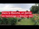 VIDÉO. Dans la Manche, un dahlia rend hommage à Simone Veil