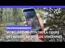 Bois de Vincennes : mobilisation contre la coupe des arbres