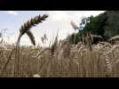 L'Ukraine met en garde les pays européens qui maintiennent des restrictions sur les céréales