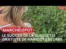 A Marchélepot une cueillette gratuite de haricots beurre fait tâche d'huile