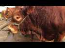 Foire du Mans : le rendez-vous des bovins et de leurs éleveurs