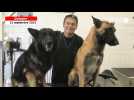 VIDEO. Pascal Bastien, toiletteur, bichonne les chiens