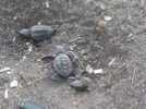27 bébés tortues déjà sortis du nid de Porquerolles