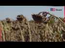 L'Ukraine récolte les tournesols alors que les exportations sont affectées