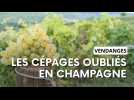 Champagne : la vendange des cépages oubliés