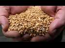 Les agriculteurs bulgares font pression pour interdire les importations de céréales ukrainiennes