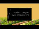 Le champagne et la vitiforesterie