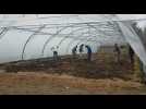 Ariège : cultiver des légumes dans le jardin d'Emmaüs à Saint-Jean-du-Falga
