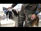Annecy : le chien Aïko est la nouvelle mascotte des soldats du 27e BCA