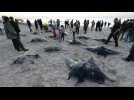 Des raies manta échouées sur une plage de Gaza