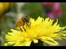 VIDÉO. Pourquoi les abeilles disparaissent-elles ?