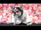 New York: Après le Met Gala, au tour des chiens de défiler avec des costumes emblématiques