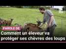 Loup aperçu à Poperinge : comment un éleveur va protéger ses chèvres