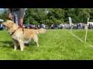 1000 chiens au concours canin de Lillers
