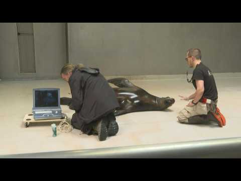 Nora the sea lion has check-up at Paris zoo before giving birth this summer