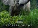 Les secrets des éléphants : Coup de coeur de Télé 7