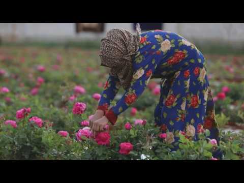 Cultivating roses in Syria's Idlib province