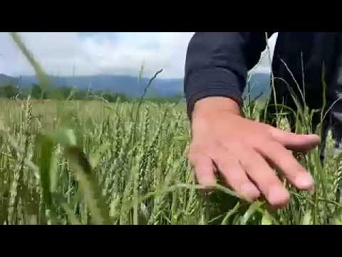 Georgian wheat farmers face fresh challenges as new harvest looms