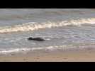 À Ostende, les phoques ont leur propre plage privée