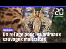 Un refuge pour les animaux sauvages maltraités près de Lyon