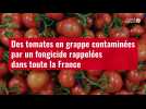 VIDÉO. Des tomates en grappe contaminées par un fongicide rappelées dans toute la France