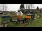 Pas de nouvelles propositions de la Commission européenne pour les abeilles