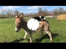 VIDÉO. La Flèche : Découvrez Gaspard, l'âne égérie du comice agricole 2023