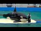 Une orque de 57 ans bientôt relâchée dans l'océan: un danger pour l'animal ?