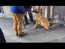 Boulogne-sur-Mer: Quatre chiens dans un état de maigreur avancé saisis