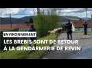 Revin : des brebis déboulent à la caserne de gendarmerie