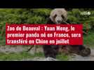 VIDÉO. Zoo de Beauval : Yuan Meng, le premier panda né en France, sera transféré en Chine