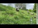 Bruay-la-Buissière : six moutons forment un éco-pâturage au parc de la Lawe 2
