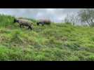 Bruay-la-Buissière : six moutons forment un éco-pâturage au parc de la Lawe 1