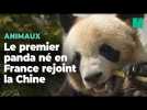 Yuan Meng, premier panda né en France va bientôt rejoindre la Chine