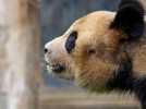 VIDÉO. Yuan Meng, le premier panda né en France, sera transféré en Chine en juillet
