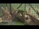 Scientists in Costa Rica say sloths may help discover new antibiotics