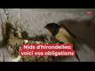 Nids d'hirondelle: voici vos obligation