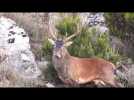 Au coeur du maquis le cerf corse prospère