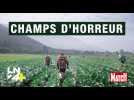 Comment les pesticides interdits en Belgique sont exportés au Pérou
