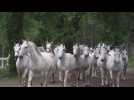 En Slovénie, les chevaux Lipizzan virevoltent pour l'Unesco