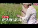 Alerte rouge aux pollens de graminées en Picardie