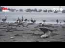 VIDEO. Au Chili, des centaines d'oiseaux marins découverts morts sur une plage