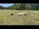 Travail de chiens de berger avec un troupeau de brebis
