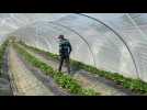 Visite de la ferme de Bellozanne avec Maxime Vasseur.