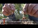 Morbihan : les sangliers en ligne de mire des agriculteurs