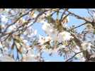 Japon: à Tokyo, on se presse sous les cerisiers en fleurs