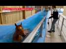 VIDEO. Plongée dans une thalasso pour chevaux de course et de sport