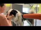 VIDEO. Les chiens toilettés avant l'exposition canine d'Angers