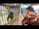 Thaïlande: nouveaux remous autour d'un gorille en captivité dans un centre commercial