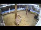 Naissance d'un girafon à Pairi Daiza